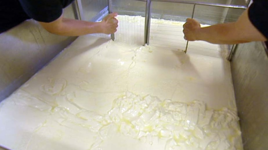 Workers separate cheese in a vat.