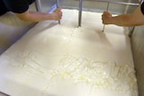 Workers separate cheese in a vat.