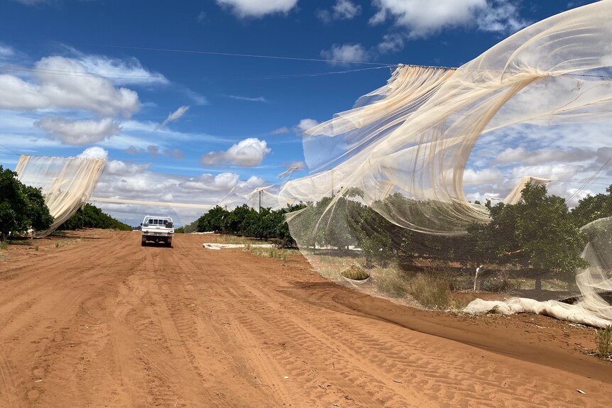 A netting to protect crops is torn and damaged next to a dirt road