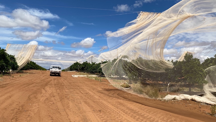 Netting to protect crops lies torn and damage next to a dirt road.