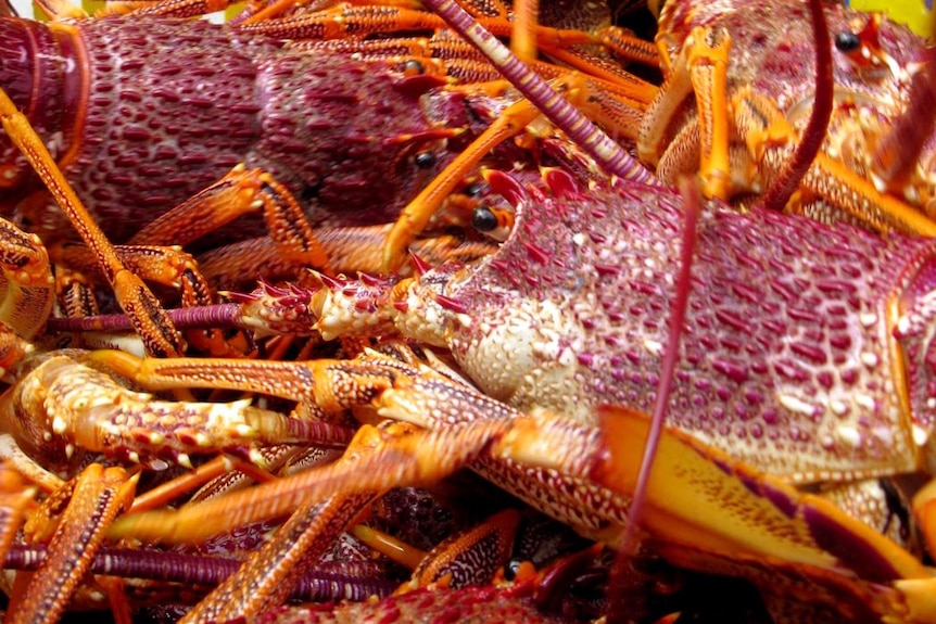 Tasmanian rock lobsters from  fisheries on the east and north coasts