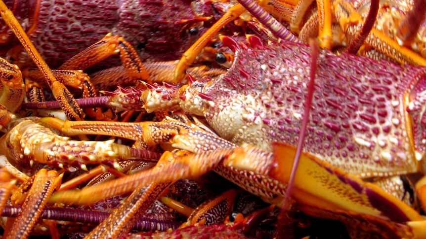 Tasmanian rock lobsters from  fisheries on the east and north coasts