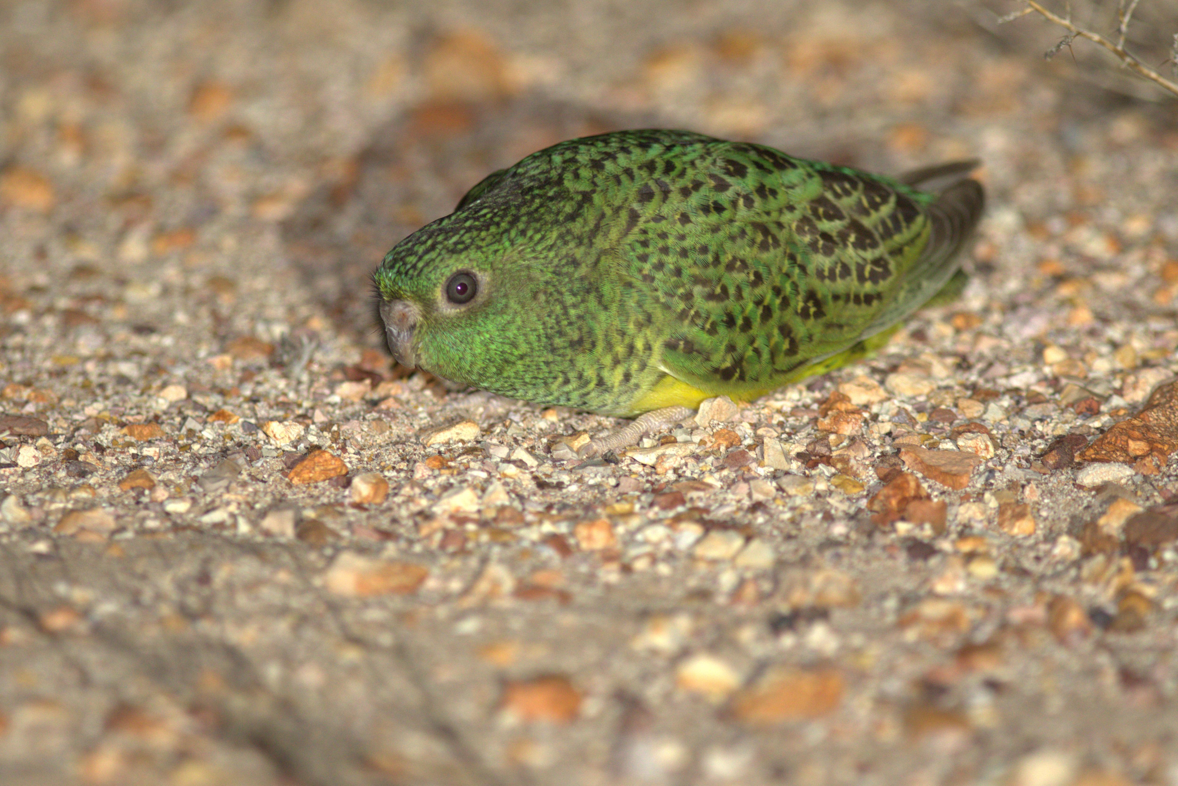 a small bird on the ground