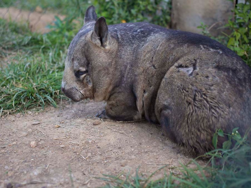 A wombat lies on the dirt ground