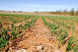Northern WA crops holding on in dry conditions