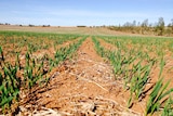 Northern WA crops holding on in dry conditions