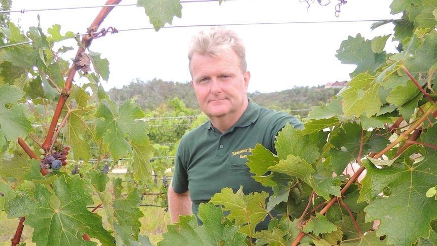 Winery owner Brent Ireland with his red wine grapes on the vine.