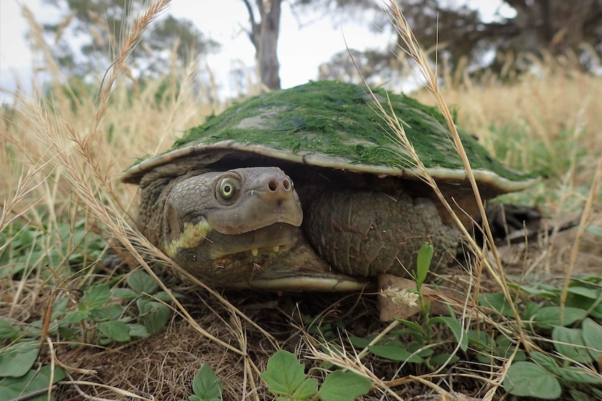 An adult freshwater turtle among grass.