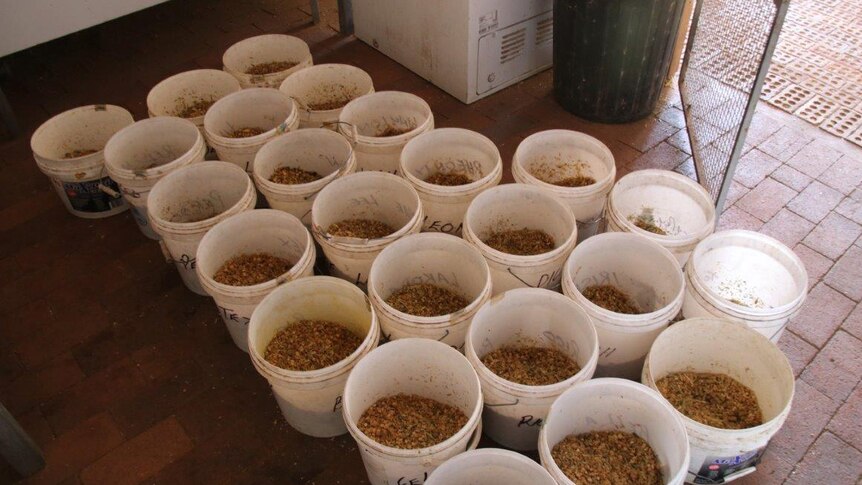 More than 20 large white tubs sit on the floor of a stable filled with horse feed.