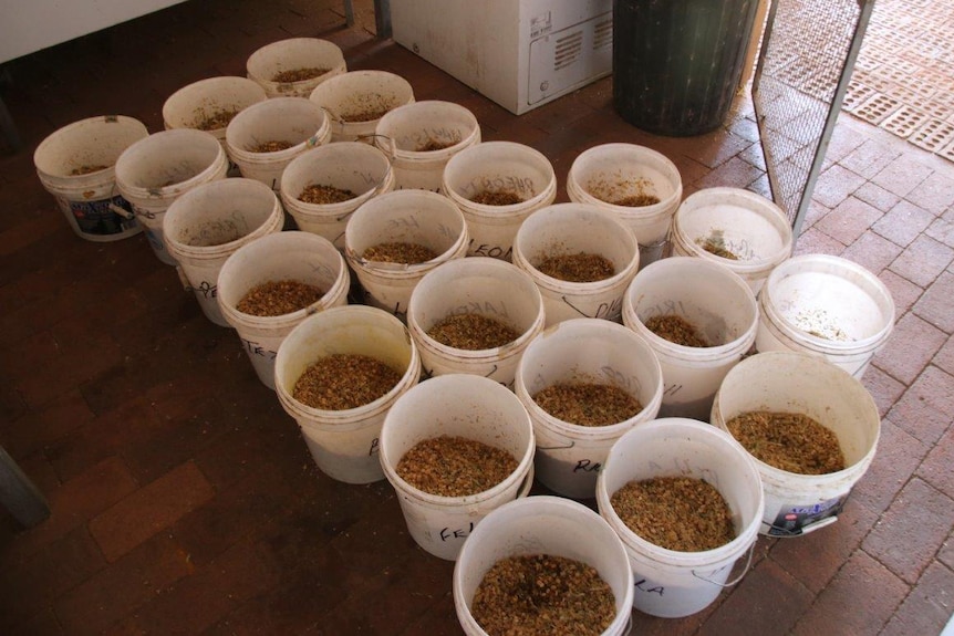 More than 20 large white tubs sit on the floor of a stable filled with horse feed.
