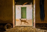 A linx pauses in the doorway of a barn.
