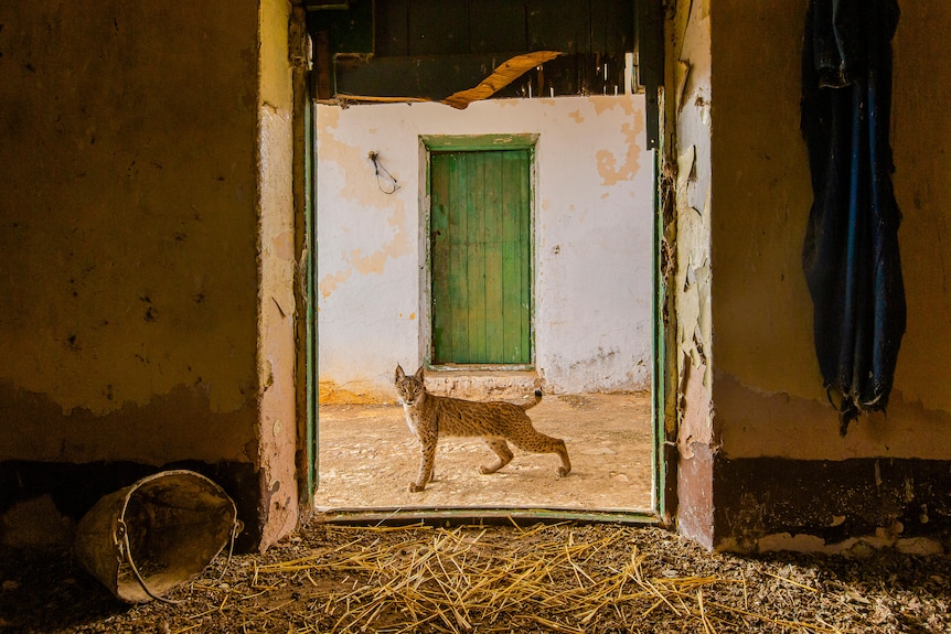 A linx pauses in the doorway of a barn.