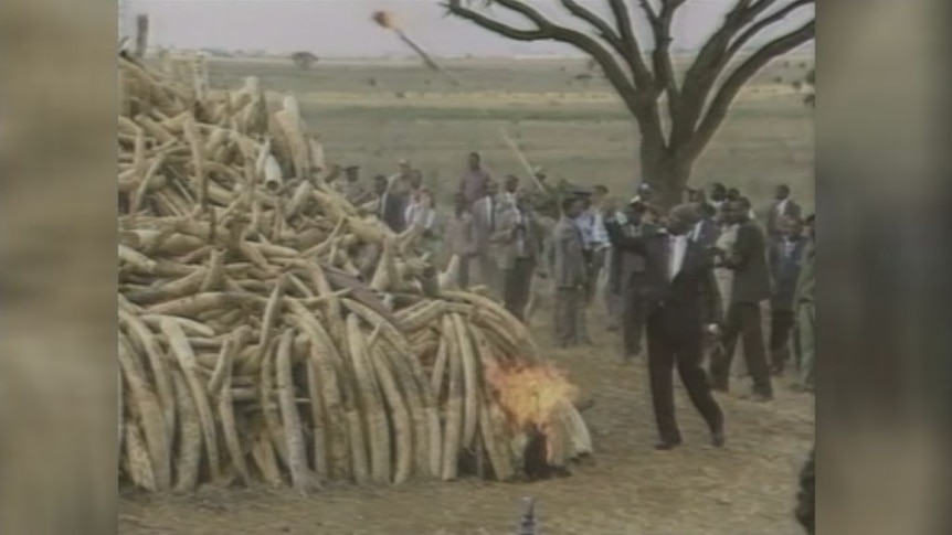 Kenya lights world's biggest ivory fire