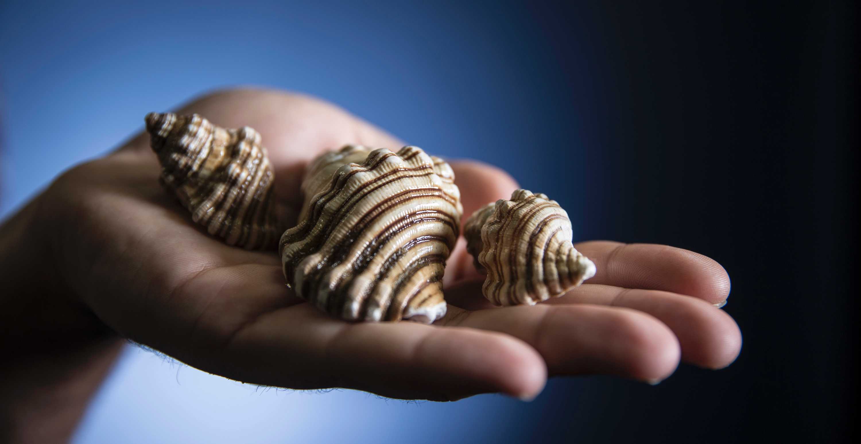 US scientists transfer memory from one snail to another by transplanting RNA - ABC News