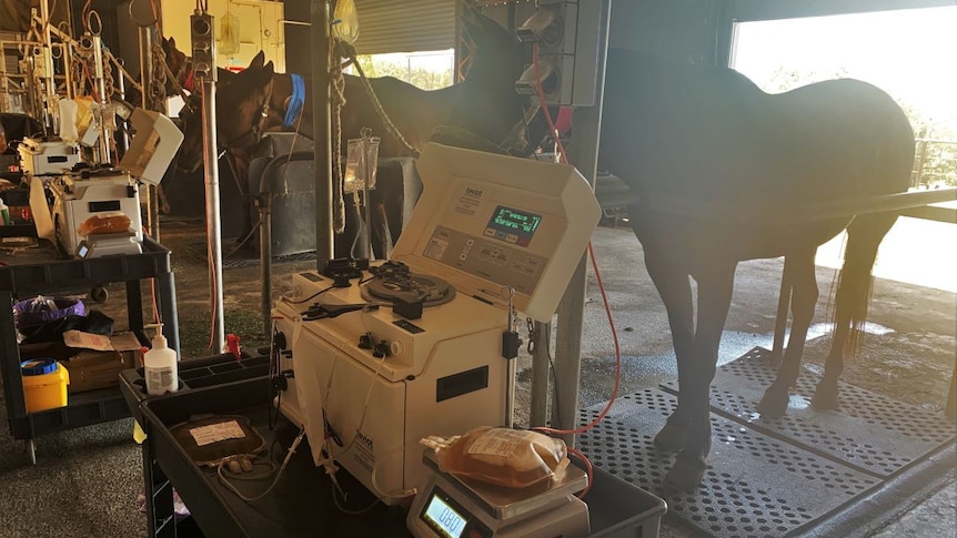 Horses line up to eat, with machines attached to them.