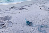 A bluebottle jellyfish lies on a beach
