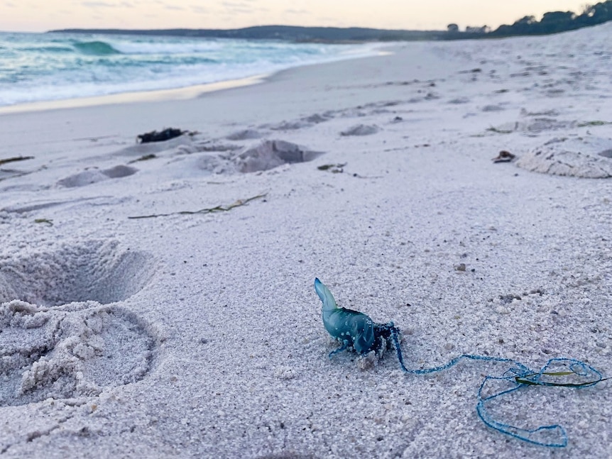 A bluebottle jellyfish lies on a beach