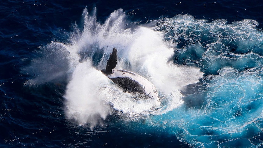 A whale splashes into the water.