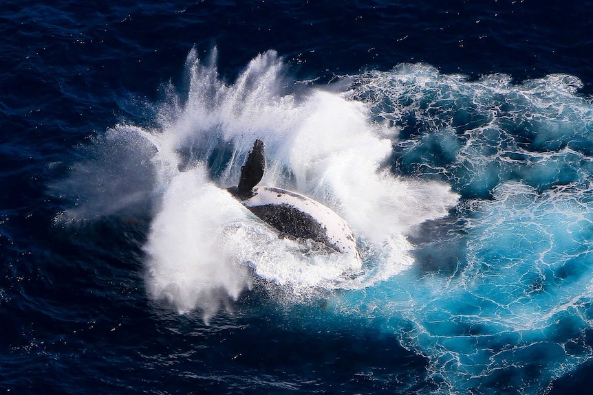 A whale splashes into the water.