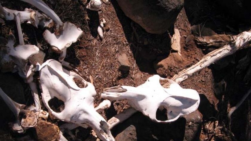 The skulls of camels like in a dry creek bed in the Gibson Desert in Western Australia in May 2008.