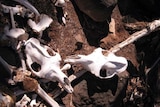 The skulls of camels like in a dry creek bed in the Gibson Desert in Western Australia in May 2008.