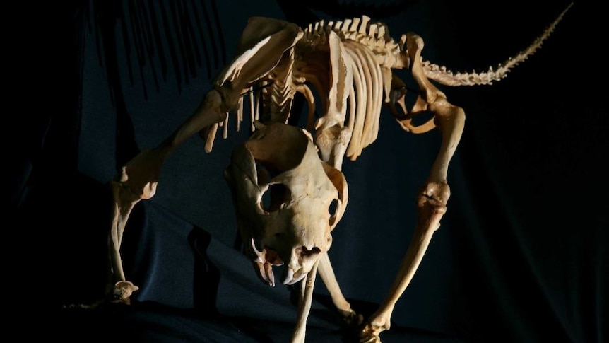 A skeleton of a marsupial lion against a black background.