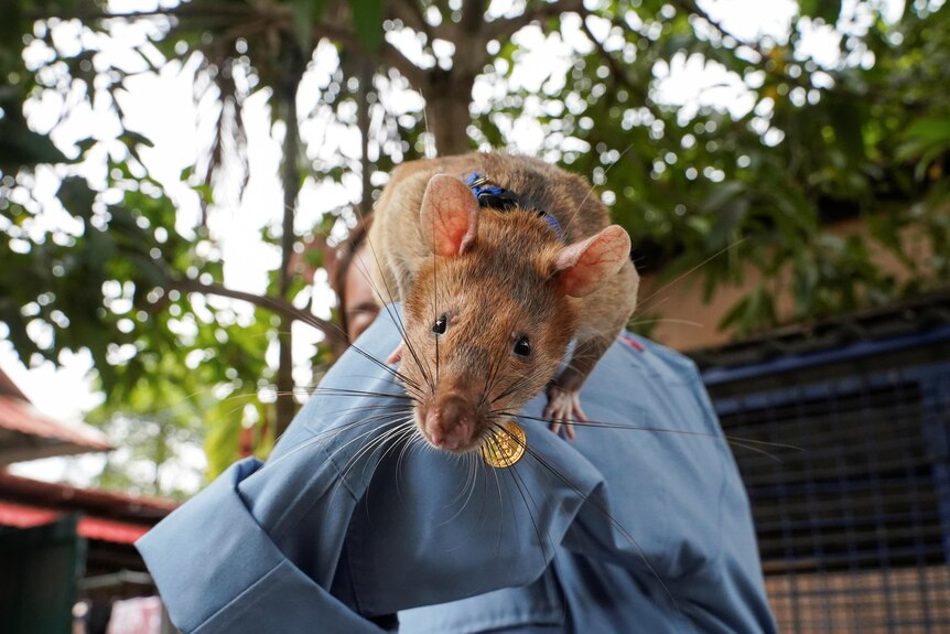 Magawa, the recently retired mine detection rat, plays with his previous handler.