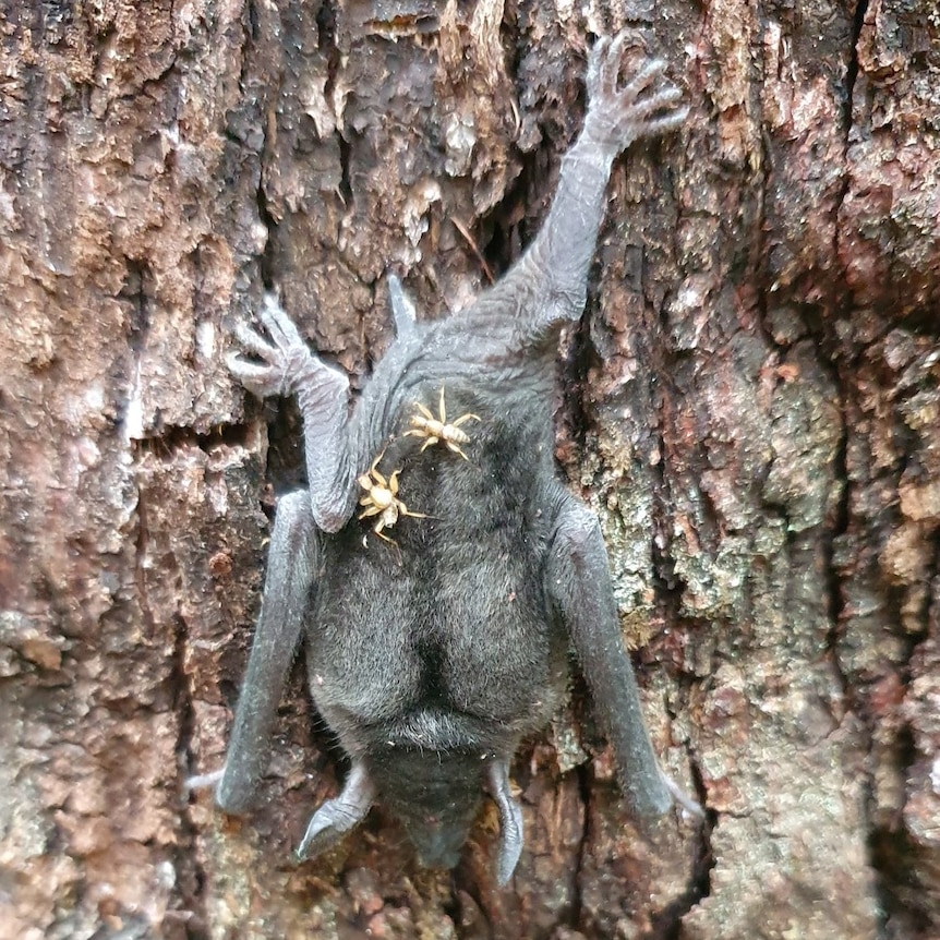 A bat on a tree trunk with two spider-like insects on its back