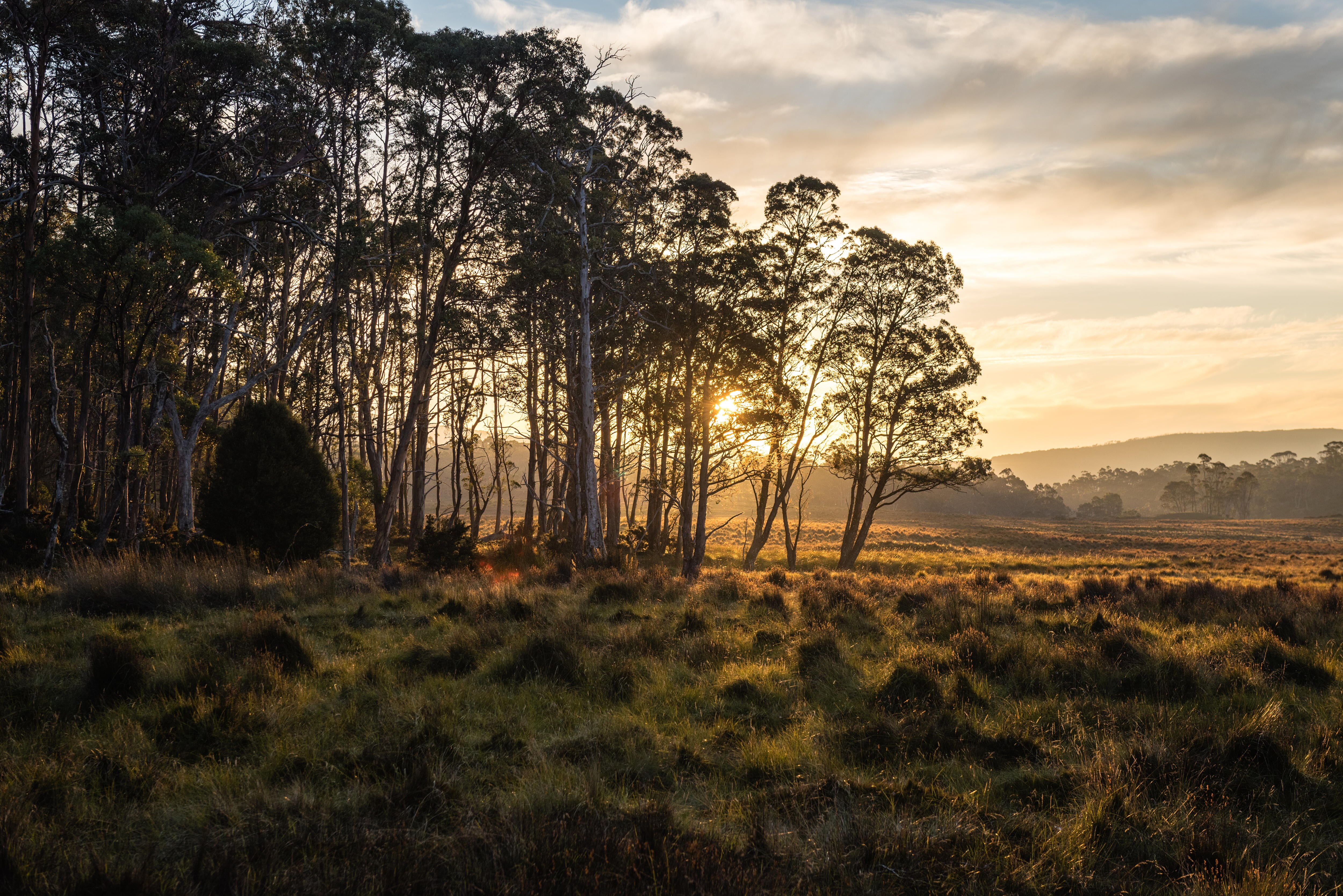 Photo of the Australian bush as the sun goes done and shines through the trees