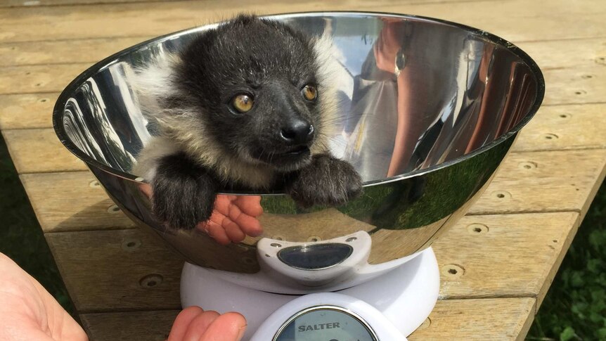 A baby lemur being weighed in kitchen scales.