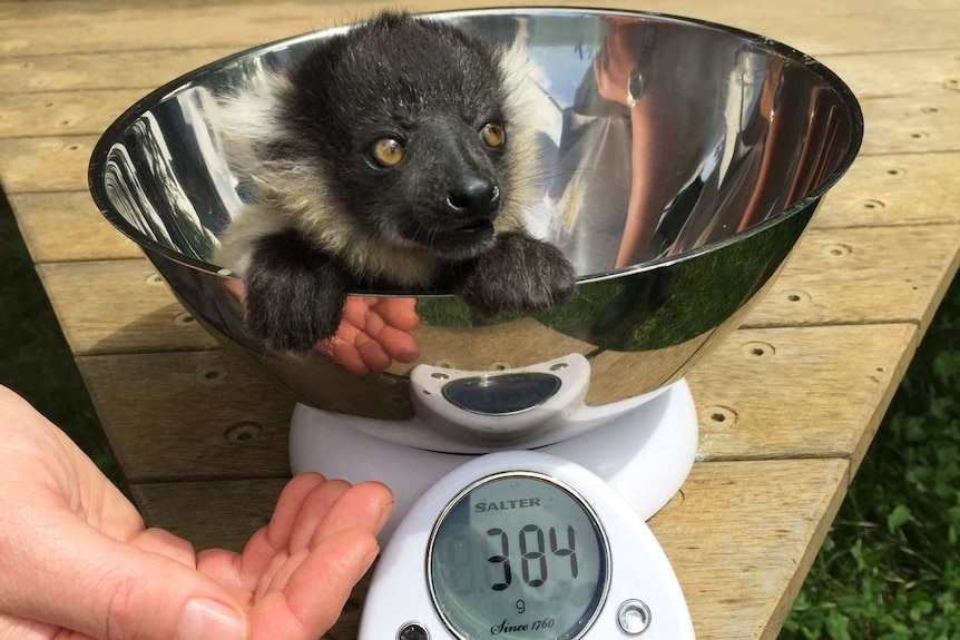A baby lemur being weighed in kitchen scales.