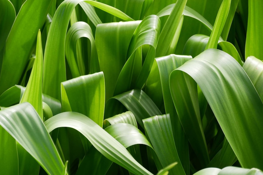 A green plant on the Cocos Keeling Islands