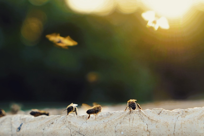 bees in the fading sun