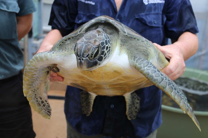 A green sea turtle is handled by a scientist, ready to be transported back to the wild.