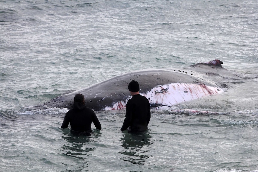 Two PIRSA officers stand in waist high water with a dying whale covered in bleeding scratches.