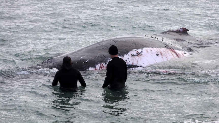 Two PIRSA officers stand in waist high water with a dying whale covered in bleeding scratches.