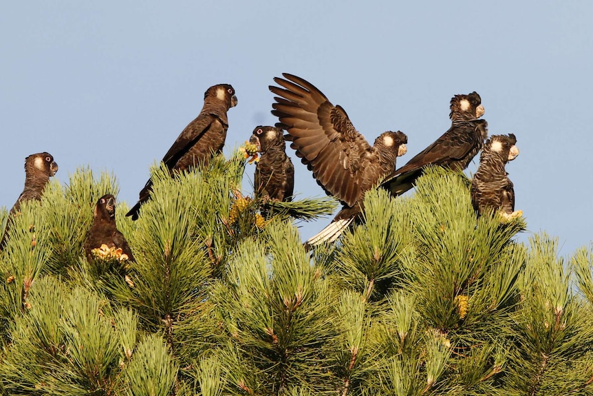 Carnaby's black cockatoo flock sit atop a tree eating pine cones.