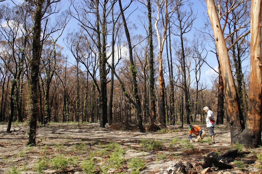 A picture of a burnt out area.