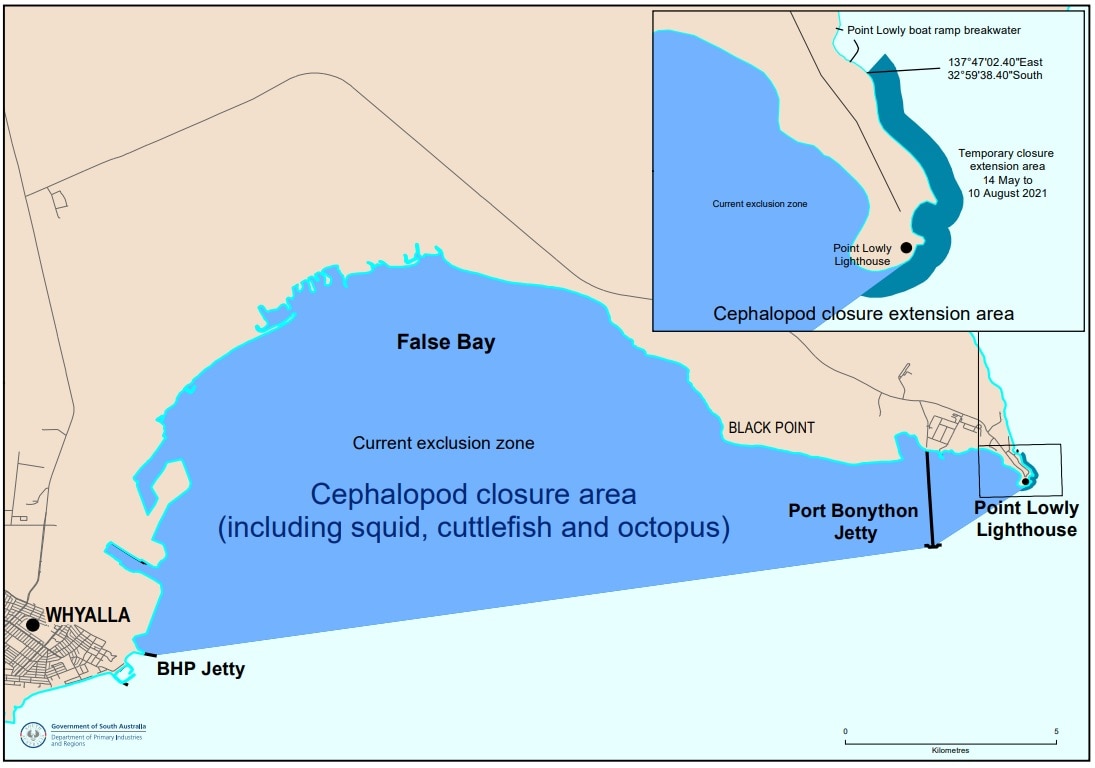 All eyes on Whyalla's spectacular cuttlefish aggregation, as numbers