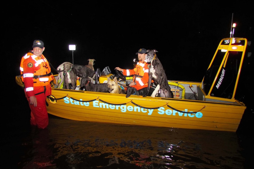 SES workers ferry a pack of dogs to safety after flash floods in western Sydney