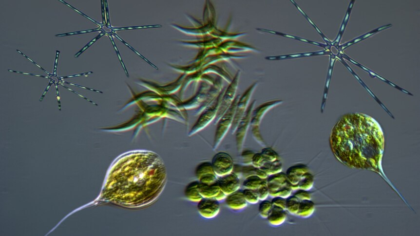 Фитопланктон уровень. Фитопланктон водоросли. Образуют фитопланктон. Реактор для фитопланктона. Фитопланктон на белом фоне.