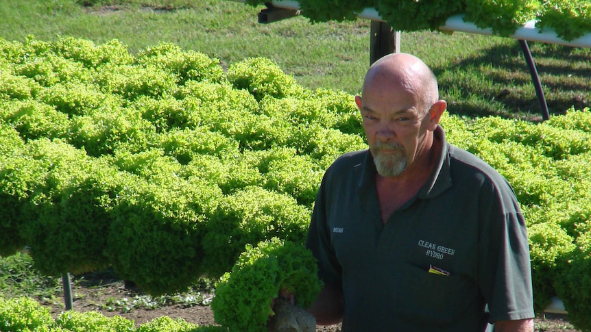 Brian Ellis checks on his hydroponic lettuce