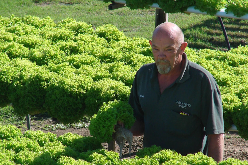 Brian Ellis checks on his hydroponic lettuce