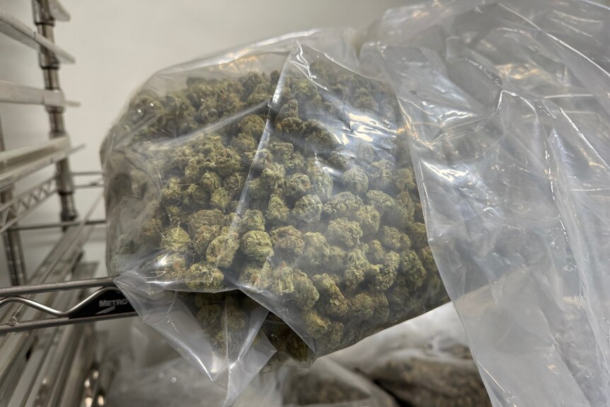 Dried medicinal cannabis in a plastic bag on a shelf.