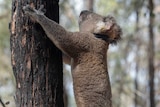 A koala wearing a GPS tracking collar, climbing up a tree