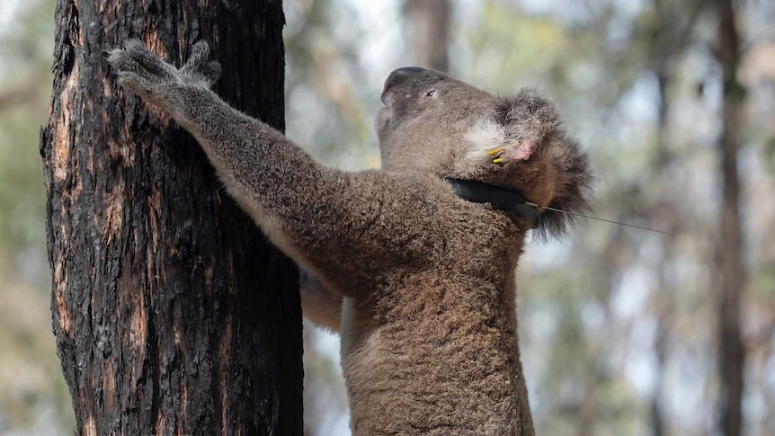 A koala wearing a GPS tracking collar, climbing up a tree