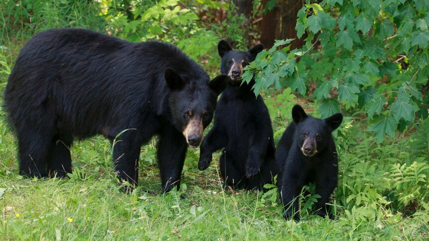 A mother bear with her cubs in the US.