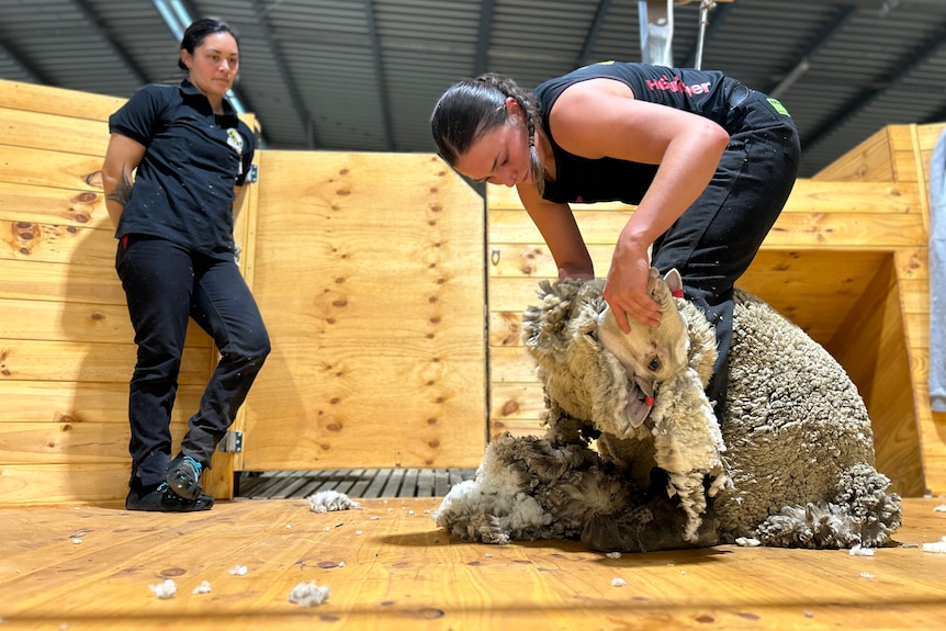 Woman shearing a sheep as another woman watches on.