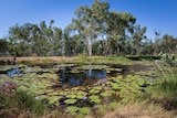 The Doongmabulla Springs in central north Queensland which is regarded as one of the world's last pristine desert oases.