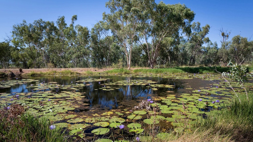 The Doongmabulla Springs in central north Queensland which is regarded as one of the world's last pristine desert oases.